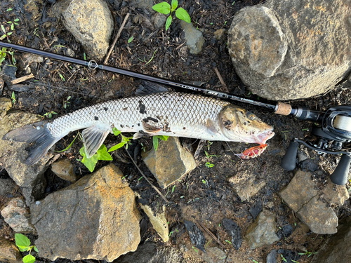 ニゴイの釣果