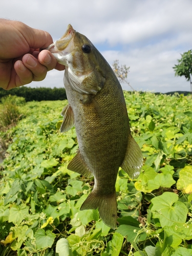 スモールマウスバスの釣果