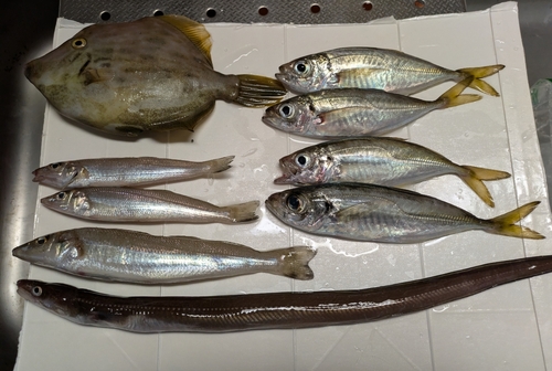 アジの釣果