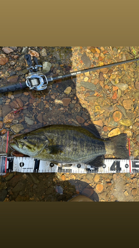 スモールマウスバスの釣果