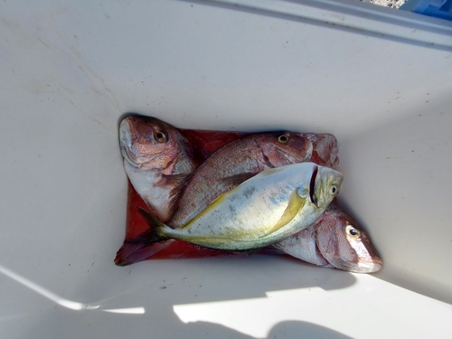 マダイの釣果