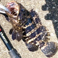 チャイロマルハタの釣果