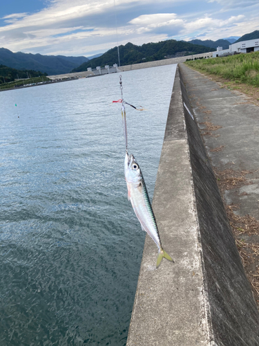 サバの釣果