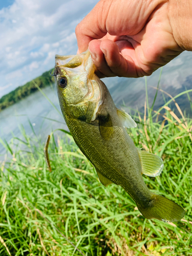 ラージマウスバスの釣果