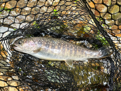 イワナの釣果