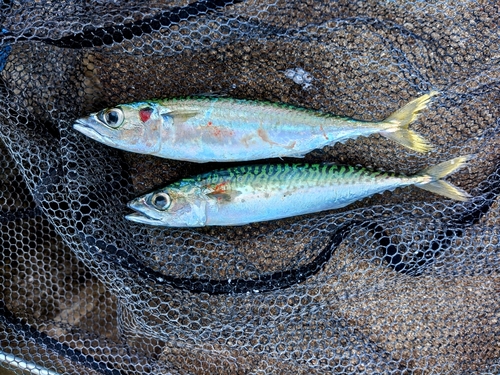 サバの釣果