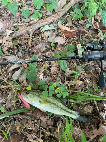 ラージマウスバスの釣果