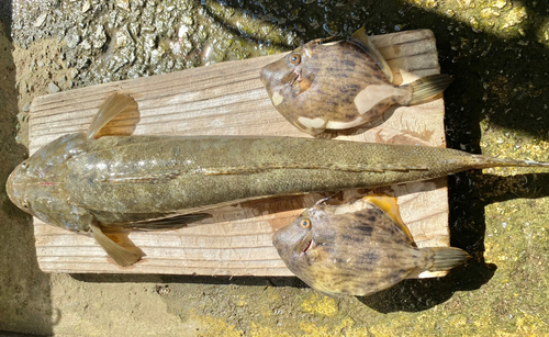 マゴチの釣果