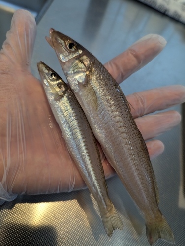 キスの釣果