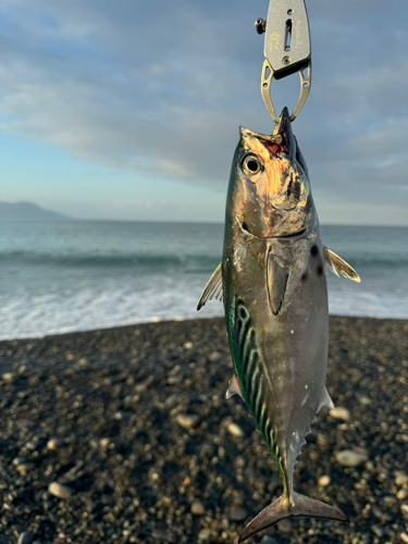 スマガツオの釣果