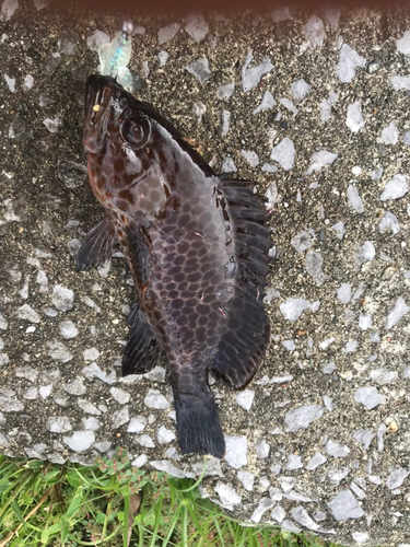 オオモンハタの釣果