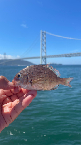 タイの釣果