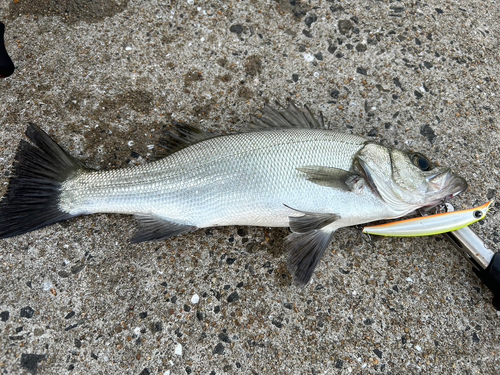 ターポンの釣果