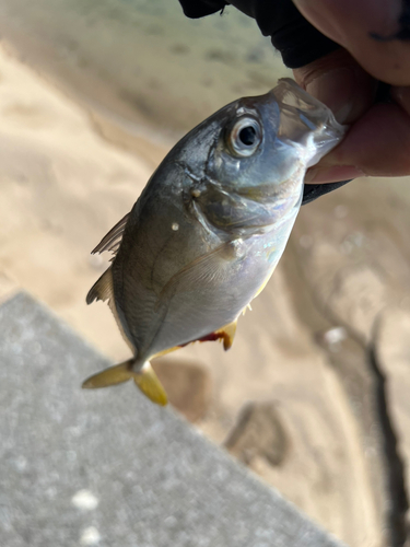 メッキの釣果