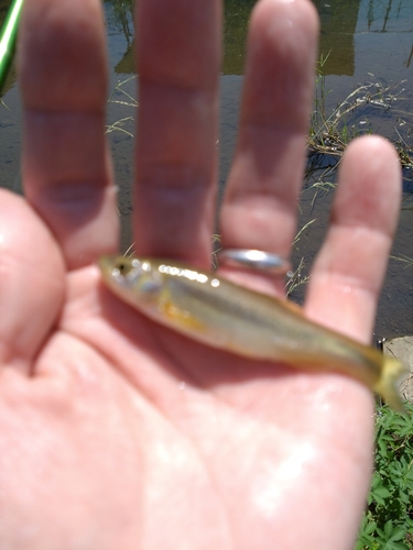 カワムツの釣果