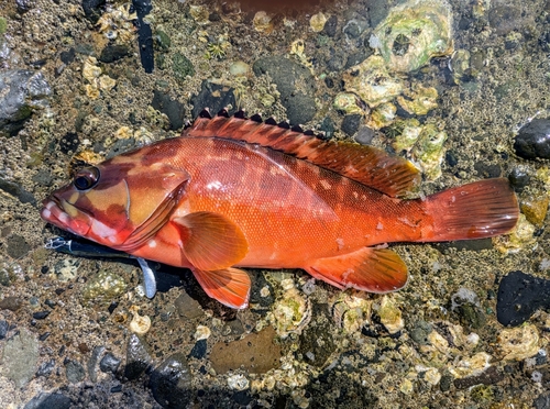 アカハタの釣果