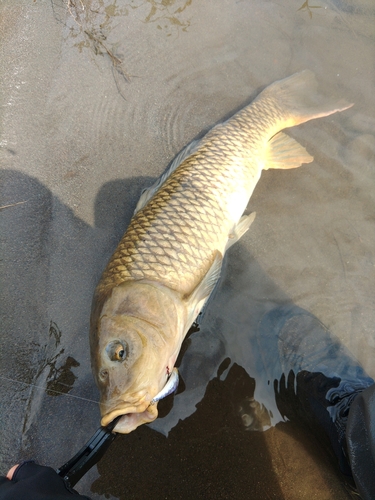 コイの釣果