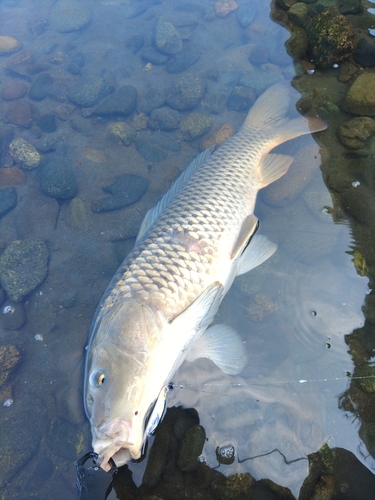 コイの釣果