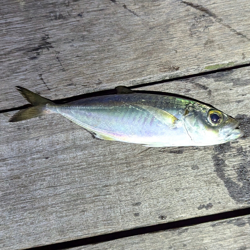 メアジの釣果