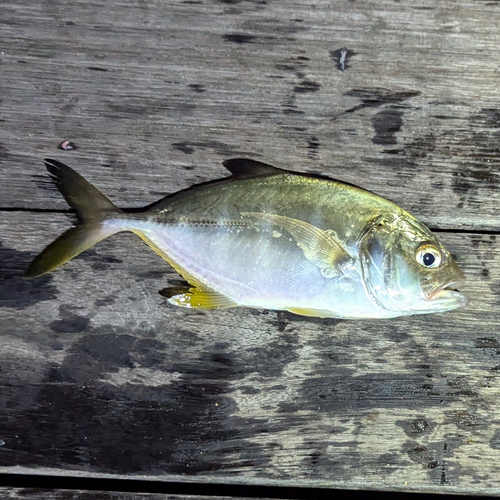 メッキの釣果