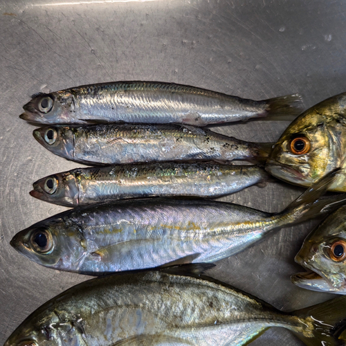 ウルメイワシの釣果