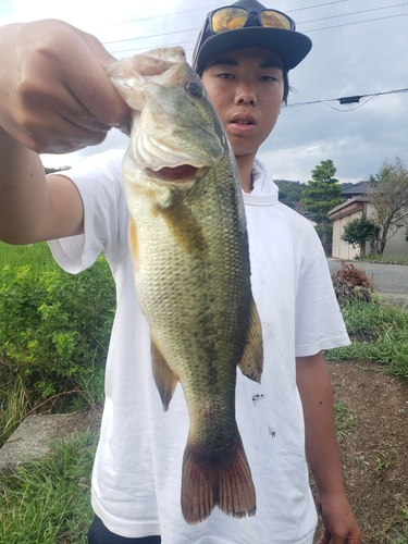 ブラックバスの釣果