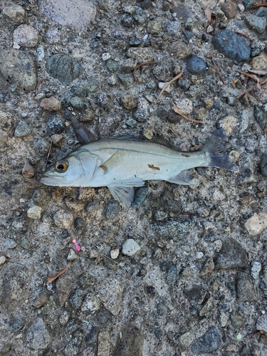 セイゴ（マルスズキ）の釣果