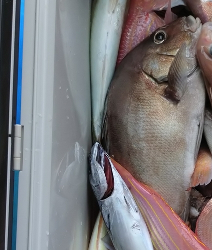 コショウダイの釣果