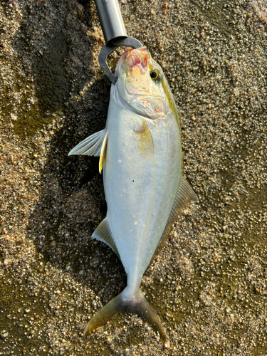 ショゴの釣果