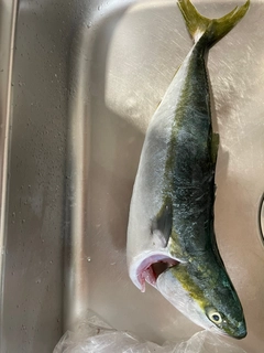 イナダの釣果