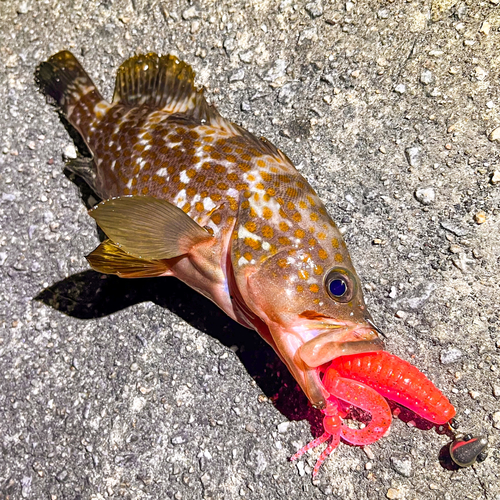 アコウの釣果