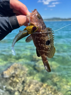 キジハタの釣果