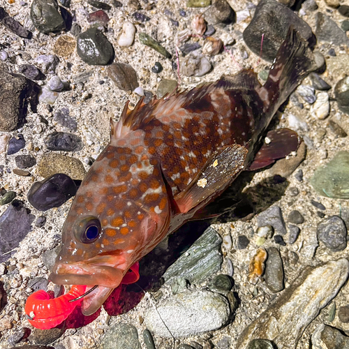 アコウの釣果