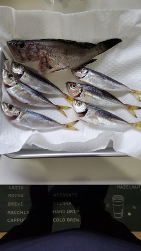 アジの釣果