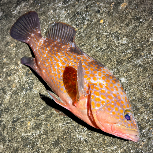 アコウの釣果