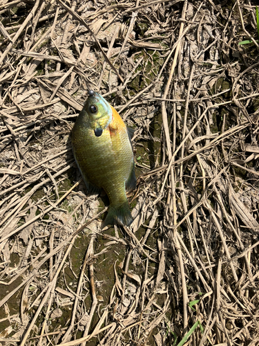 ブルーギルの釣果