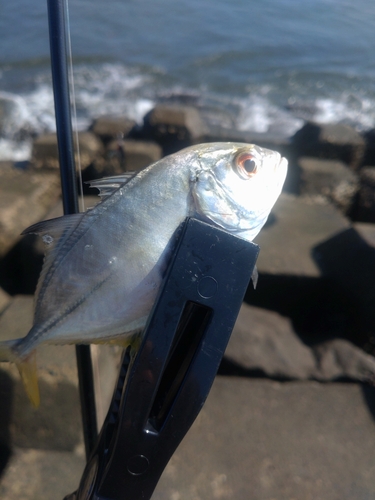 メッキの釣果