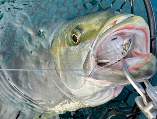 ヒラマサの釣果