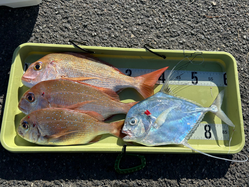 マダイの釣果