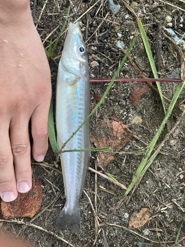 キスの釣果