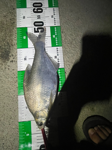 ダントウボウの釣果