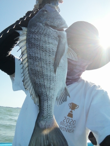 クロダイの釣果