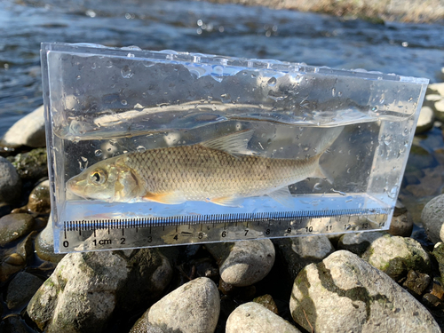 ニゴイの釣果