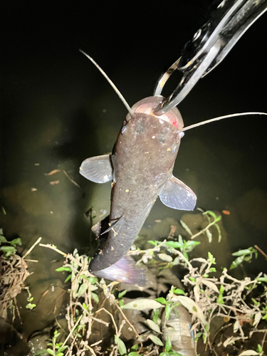 マナマズの釣果