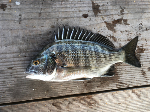 クロダイの釣果