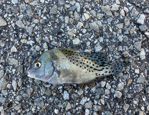 コショウダイの釣果