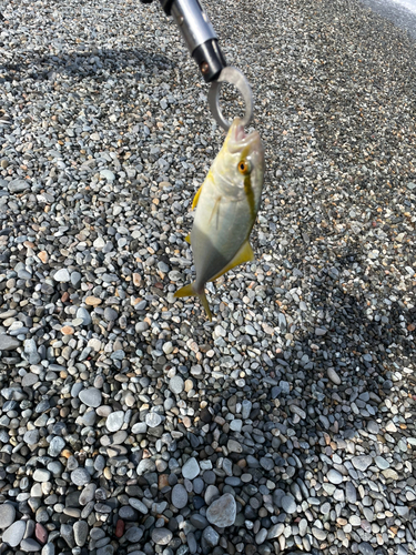 ショゴの釣果