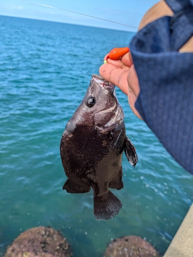 ヒゲダイの釣果