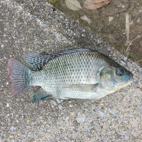 ナイルティラピアの釣果