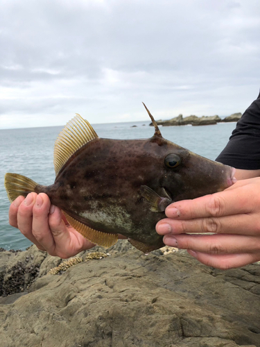 カワハギの釣果